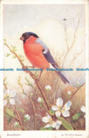 R663410 Bullfinch. Valentine. Nature Series. Winifred Austen - World