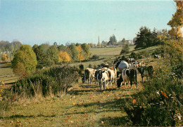 AGRICULTURE SCENE CHAMPETRE - Viehzucht