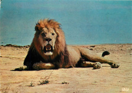 11 SIGEAN RESERVE AFRICAINE LE LION - Sigean