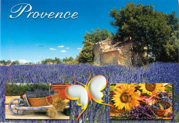 PROVENCE CHAMP DE LAVANDES  - Provence-Alpes-Côte D'Azur