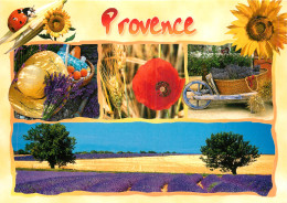 PROVENCE CHAMP DE LAVANDES  - Provence-Alpes-Côte D'Azur