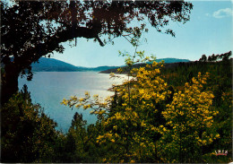 06 LAC DE SAINT CASSIEN - Other & Unclassified