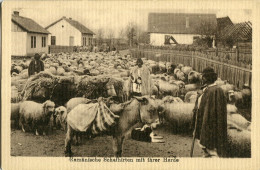 Romania Shepperd With Flock Sheeps Donkey - Romania