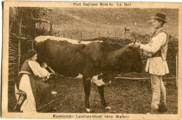 Romania Farmer Milking Cow Braila To Zurich - Roumanie