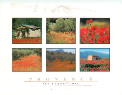 MEDITERRANEE PROVENCE COQUELICOTS - Provence-Alpes-Côte D'Azur