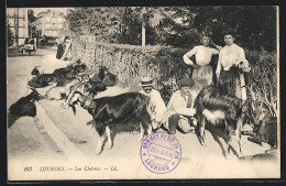CPA Lourdes, Les Chèvres, Partie Avec Ziegen  - Lourdes