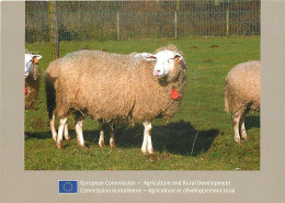 Animaux - Moutons - Commission Européenne - Agriculture Et Développement Rural - Carte Publicitaire - CPM - Carte Neuve  - Autres & Non Classés
