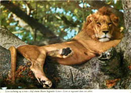 Animaux - Fauves - Lion - Lion Reclining Up A Tree - Auf Einem Baum Liegender Lowe - Lion Se Reposant Dans Un Arbre - CP - Leeuwen