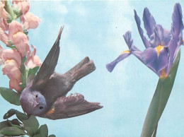 Animaux - Oiseaux - Art - Dessin - Peinture - Fleurs - Carte Neuve - CPM - Voir Scans Recto-Verso - Oiseaux