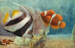 Animaux - Poissons - Musée Océanographique De Monaco - 7 - Heniochus Macrolepidotus ( Poisson Papillon ) Et Premnas Biac - Fische Und Schaltiere