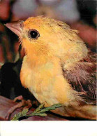 Animaux - Oiseaux - Oiseaux Exotiques - Pinson Doré - CPM - Voir Scans Recto-Verso - Birds