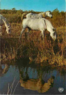 Animaux - Chevaux - Camargue - Chevaux Camarguais Dans Les Marais - Voir Scans Recto Verso  - Horses