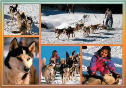 Animaux - Chiens - Chiens De Traineau - Husky - CPM - Voir Scans Recto-Verso - Dogs