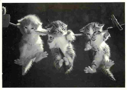 Animaux - Chats - Chatons - Carte Humoristique - CPM - Voir Scans Recto-Verso - Cats