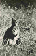 Animaux - Kangourous - Kangourou De Bennet - Parc Zoologique De Cleres - CPM - Voir Scans Recto-Verso - Other & Unclassified