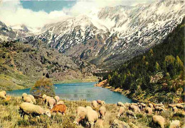 Animaux - Moutons - La Cerdagne Française - Etang Au Col Rouge Et Le Massif Du Carlitte - CPM - Voir Scans Recto-Verso - Autres & Non Classés