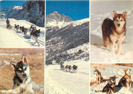 Chiens - CPM - Voir Scans Recto-Verso - Dogs