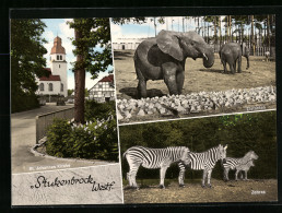 AK Stukenbrock /Westfalen, St. Johannes Kirche, Elefanten Und Zebras Im Zoo  - Sonstige & Ohne Zuordnung