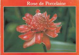 Rose De Porcelaine - Fleurs