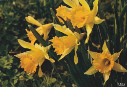 Fleurs Des Alpes..jonquilles  Narcisses - Flowers