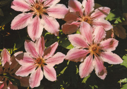 Clematite  Nelly Moser - Flowers