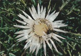 Chardon De Montagne - Flowers