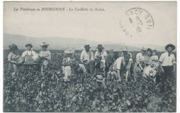 Les Vendanges En Bourgogne  La Cueillette Du Raisin - Autres & Non Classés