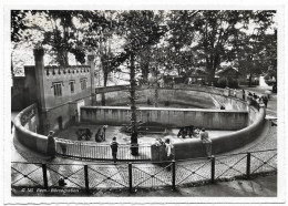 BERNE - La Fosse Aux Ours - Berne