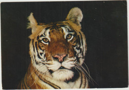 LD61 :Animaux : Tigre - Autres & Non Classés