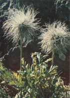 Anemones De Montagne - Flowers