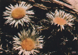 Carlines - Fleurs