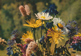 Bouquet Des Alpes - Flowers