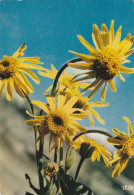 Arnica Montana - Fleurs