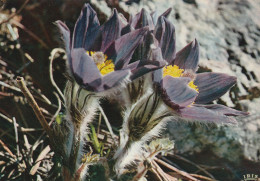 Anemones - Flowers