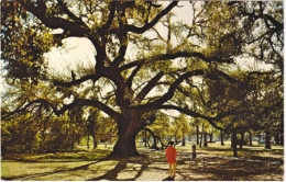 1920circa-U.S.A. New Orleans Louisiana Suicide Oak Tree - Andere & Zonder Classificatie