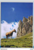 Welt Der Pferde 03 - Haflinger Auf Der Seiser Alm - Dolomiten - Chevaux