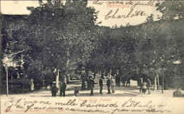 1904-Ventimiglia Viale Delle Palme, Viaggiata Diretta In Belgio - Imperia