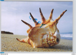 Sea Shell On The Beach - Autres & Non Classés