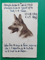 Chien Berger Allemand Champion De Beaute Et Du Travail 1923 - Dogs