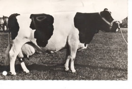 VACE  CARTE PUBLICITAIRE CPSM - Vaches