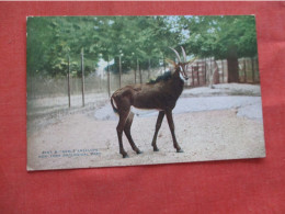 Sable Antelope   NY Zoo    Ref 6417 - Autres & Non Classés