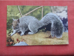 Gray Squirrel   NY Zoo    Ref 6417 - Autres & Non Classés