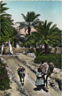 GHARDAIA Un Puits Animée Colorisée RV - Ghardaïa