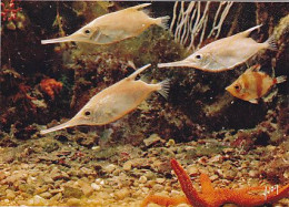AK 214250 FISH / FISCH - Musée Océanographique De Monaco - Bécassine Et Poissons Trompete - Fish & Shellfish