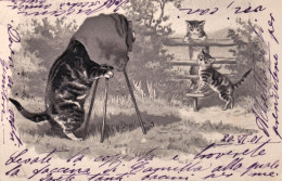 1900-gattino Fotografo, Cartolina Viaggiata - Cats