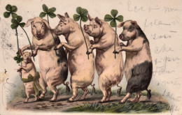 1901-Maialini E Quadrifogli Cartolina Augurale Viaggiata - Pigs