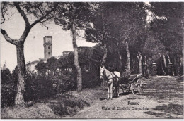 1920circa-Pesaro Viale Al Castello Imperiale - Pesaro