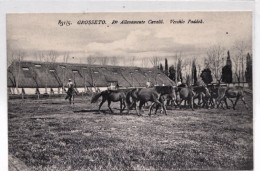 1920circa-Grosseto R.allevamento Cavalli Vecchio Paddock - Grosseto