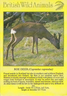 AK 214252 DEER / HIRSCH ... - Roe Deer - Sonstige & Ohne Zuordnung