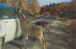 AK 214255 DEER / HIRSCH ... - Canada - Ontario - Orilia - Autres & Non Classés